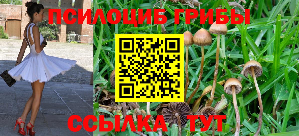 Галлюциногенные грибы Psilocybine cubensis Унеча